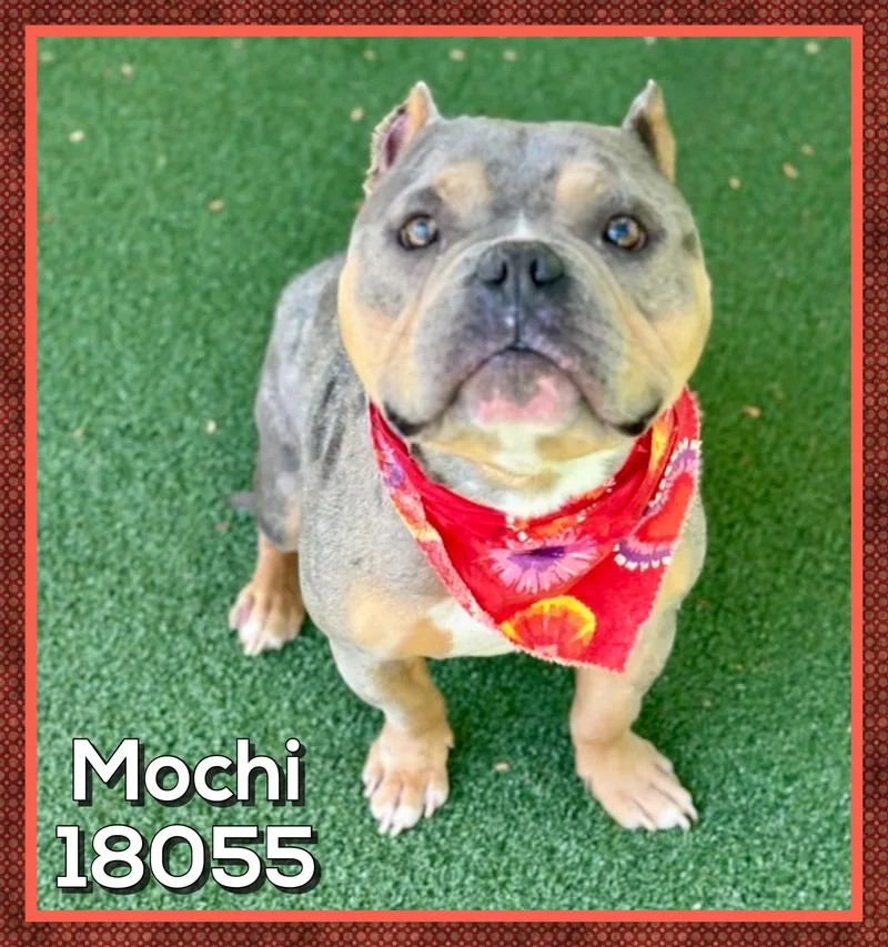 Mochi thumbnail 2