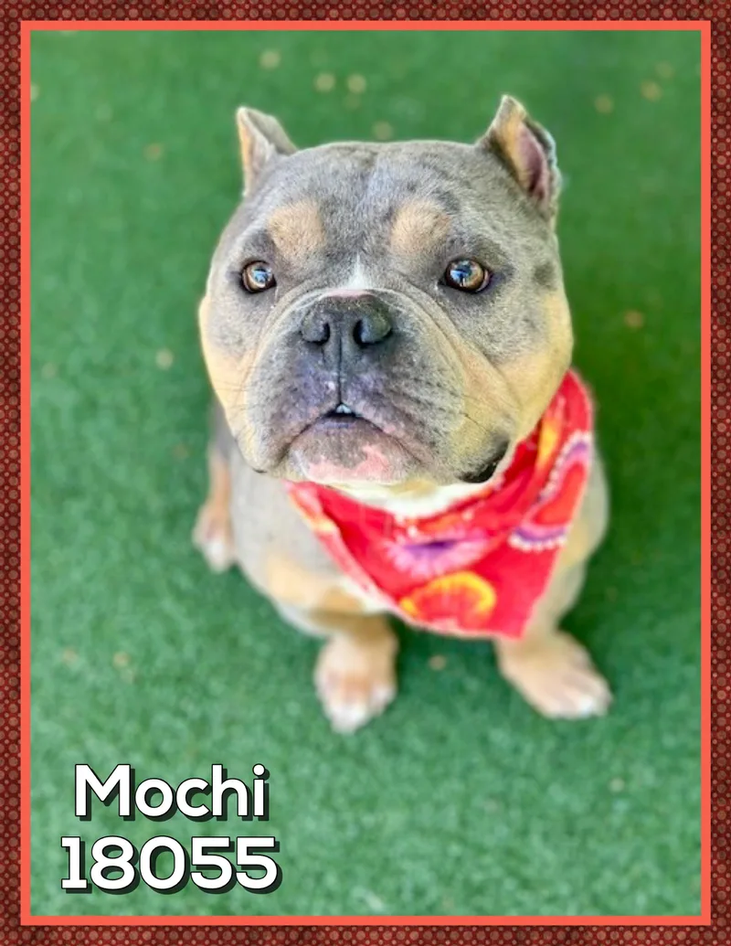 Mochi thumbnail 4