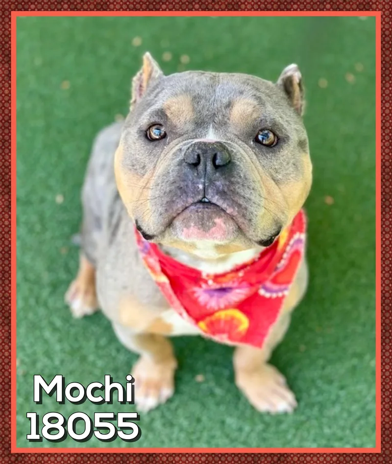 An adult medium-sized male Merle (Blue) American Bully dog named Mochi for adoption in Marietta, GA