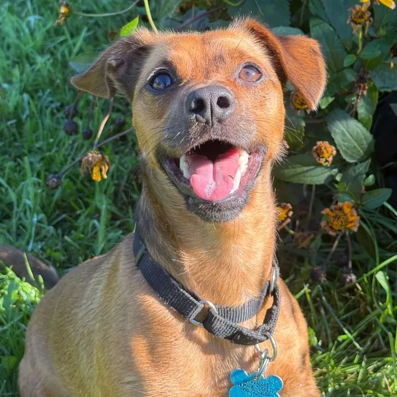 An adult small-sized male Dachshund dog named Lenny for adoption in Owosso, MI