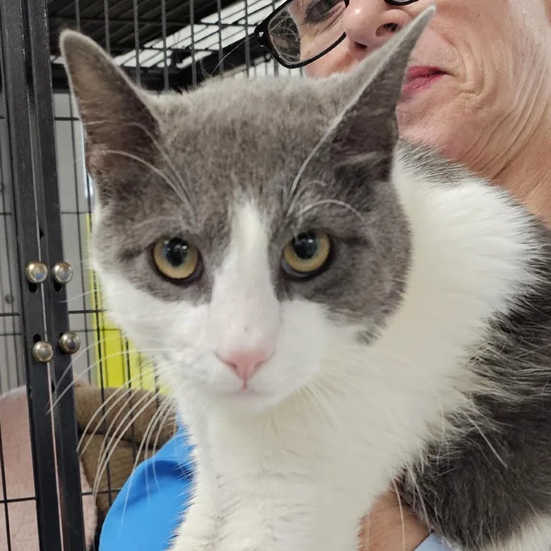 An adult extra large-sized male White Domestic Short Hair cat named Mr. Grey for adoption in Camden, DE
