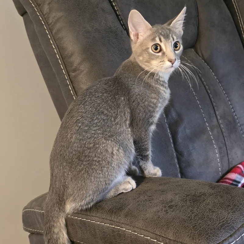 A baby small-sized female Domestic Short Hair cat named Derby for adoption in East Canton, OH
