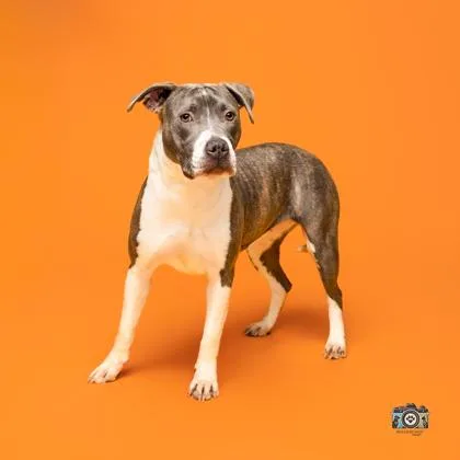 An adult medium-sized female Apricot / Beige Pit Bull Terrier dog named Churro for adoption in El Paso, TX
