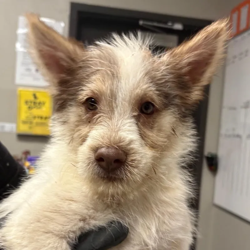 A baby small-sized male Terrier dog named Victor for adoption in Yuma, AZ