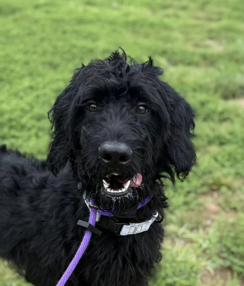 A baby medium-sized male Black German Shorthaired Pointer dog named Fuji for adoption in Manassas, VA