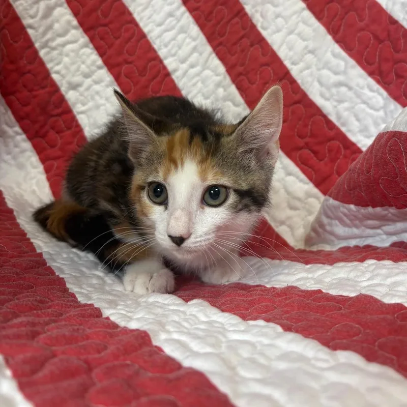A baby small-sized female Calico Domestic Short Hair cat named Arabella for adoption in Columbus, NC