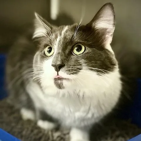 A young medium-sized male Gray & White Domestic Long Hair cat named Pickles for adoption in Columbia, MD