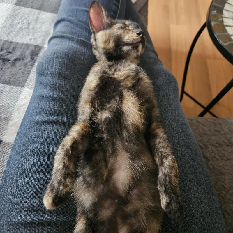A baby medium-sized female Tortoiseshell Domestic Short Hair cat named Kimber for adoption in Milwaukee, WI