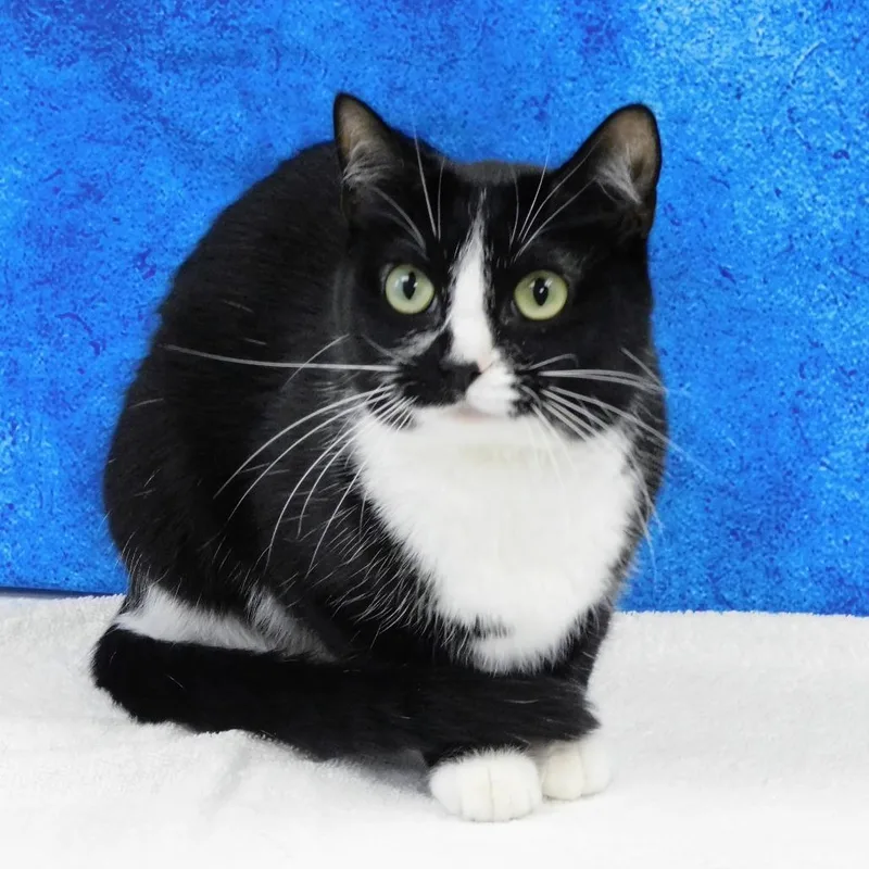 An adult medium-sized female Black Domestic Short Hair cat named Addie for adoption in Canton, IL