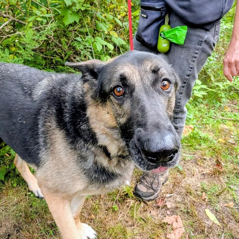 An adult large-sized female Black Mixed Breed dog named Arya for adoption in Grand Rapids, MI
