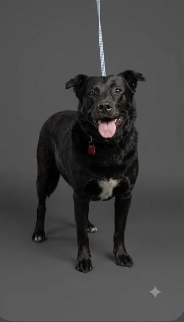 An adult large-sized male Mixed Breed dog named Andres for adoption in Jacksonville, FL