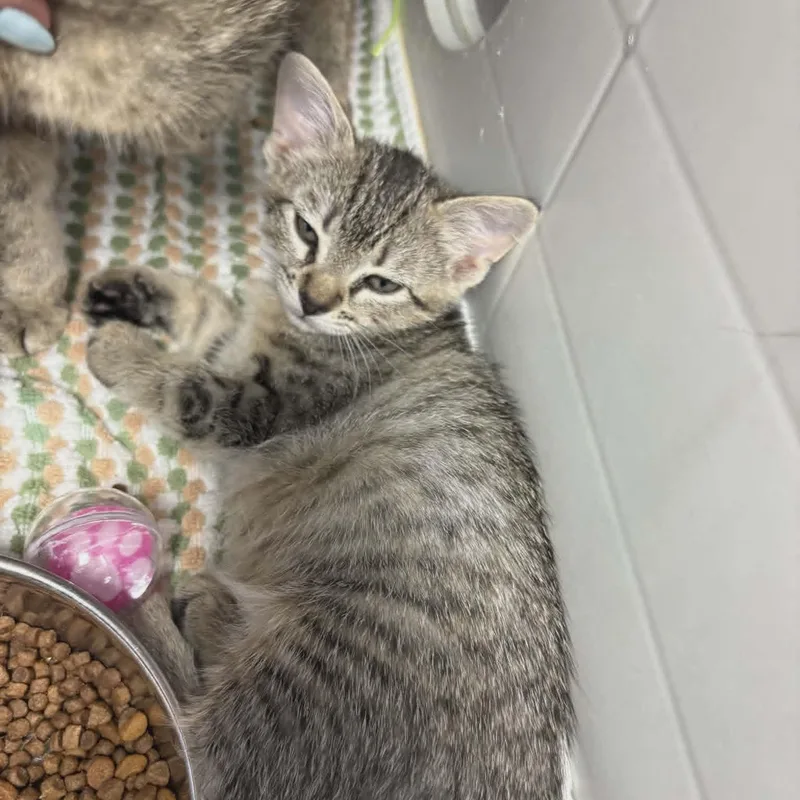 A baby medium-sized female Tabby (Buff / Tan / Fawn) Domestic Short Hair cat named Mimi for adoption in Orange, VA
