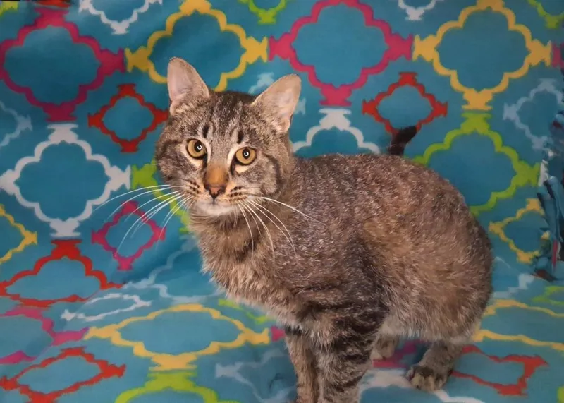 A young medium-sized male Domestic Short Hair cat named Reno for adoption in Wintersville, OH