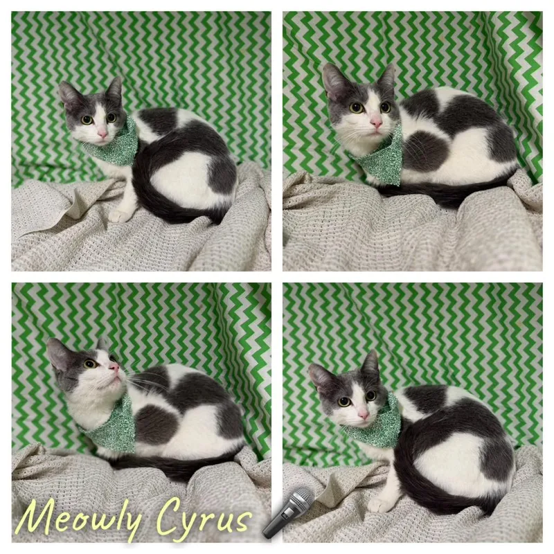 Meowly Cyrus