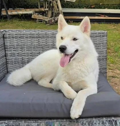 An adult large-sized female Mixed Breed dog named Luna for adoption in Fairfax, VA