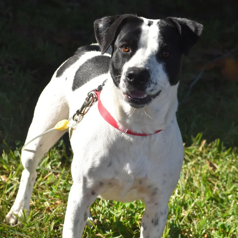 A young medium-sized female White / Cream Mixed Breed dog named Panda for adoption in Wharton, TX