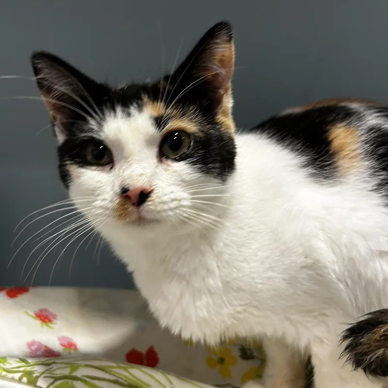 A young medium-sized female Calico Domestic Short Hair cat named Stinker for adoption in Chattanooga, TN