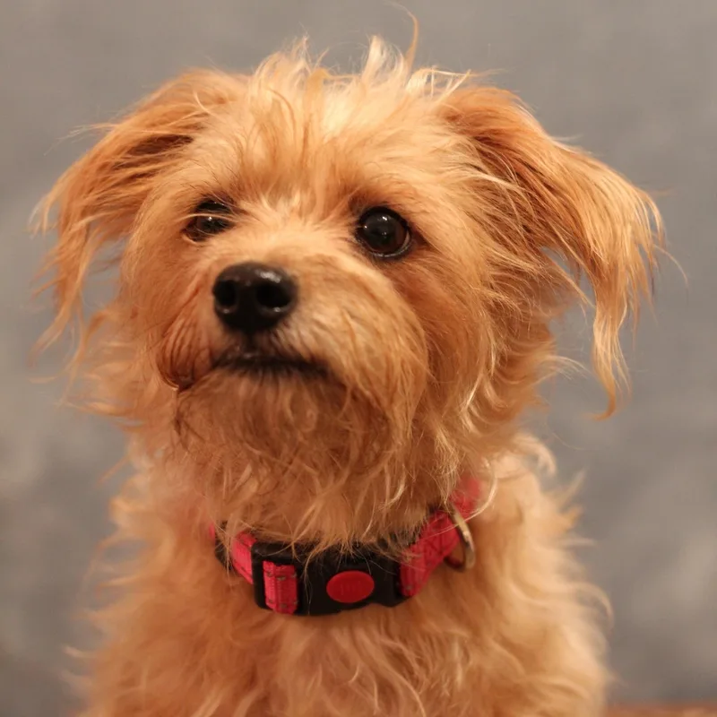 An adult small-sized female Maltese dog named Cocoa for adoption in Yukon, OK