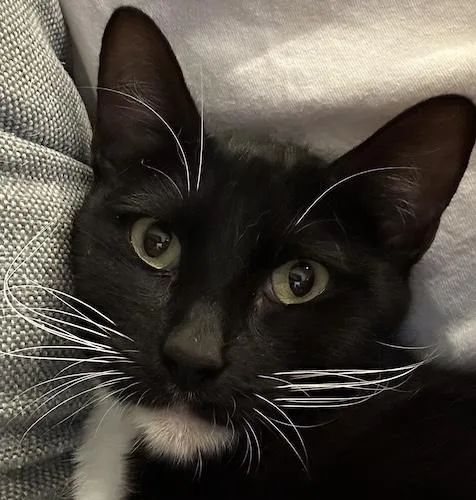 A young medium-sized female Black & White / Tuxedo Tuxedo cat named Juliebee for adoption in North Highlands, CA