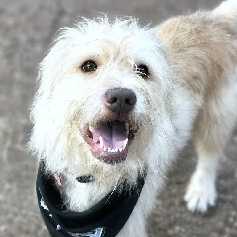 An adult medium-sized male White / Cream Terrier dog named Howie for adoption in Boerne, TX