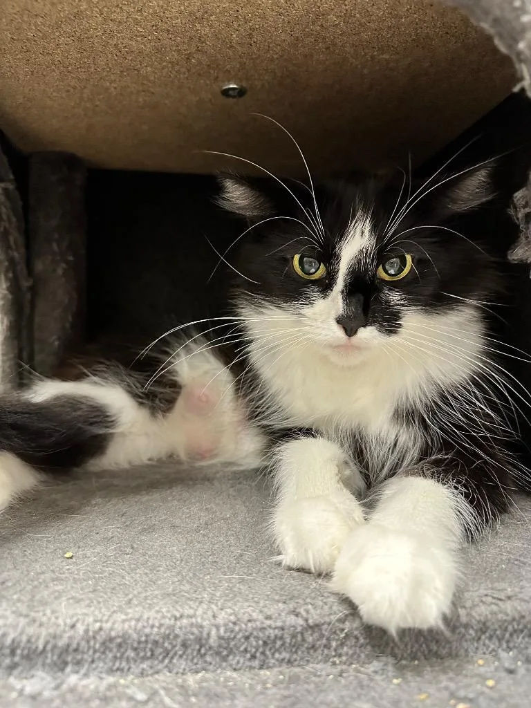 An adult medium-sized female Black & White / Tuxedo Tuxedo cat named Dahlia for adoption in Mira Loma, CA