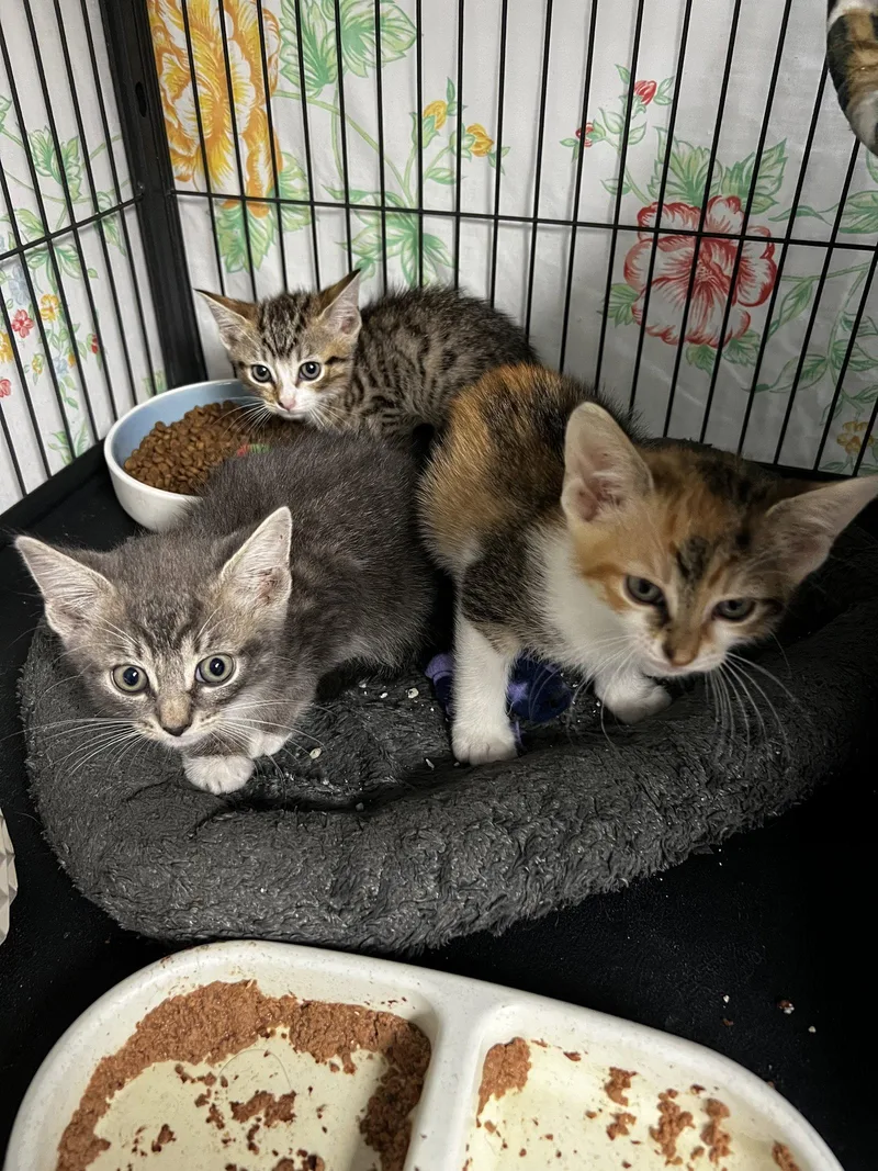 A baby large-sized male Tabby cat named Graham and Nilla for adoption in Ringwood, NJ