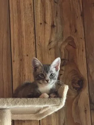 A baby medium-sized male Domestic Short Hair cat named Manee for adoption in Port Republic, MD