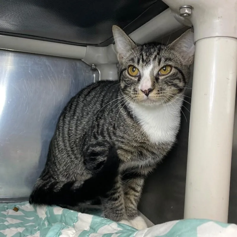 A young medium-sized male Domestic Short Hair cat named Beau for adoption in Roanoke, VA