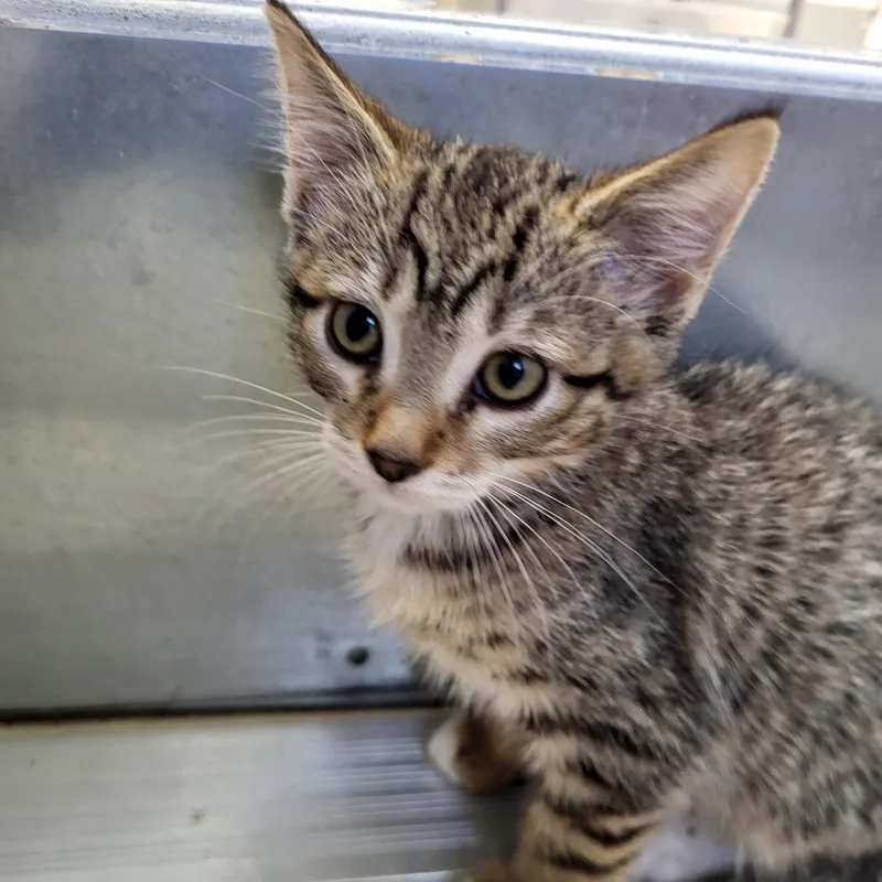 A baby small-sized male Brown / Chocolate Domestic Short Hair cat named Acting for adoption in Kanab, UT
