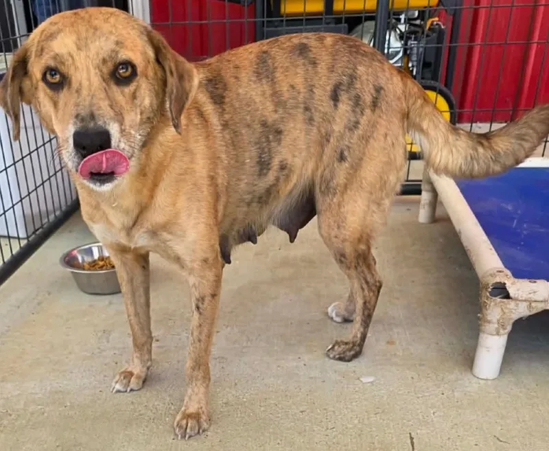 An adult large-sized female Brindle Mixed Breed dog named Nala for adoption in Homewood, IL