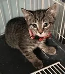 A baby medium-sized male Tabby (Brown / Chocolate) Domestic Short Hair cat named Hamish for adoption in Heathsville, VA