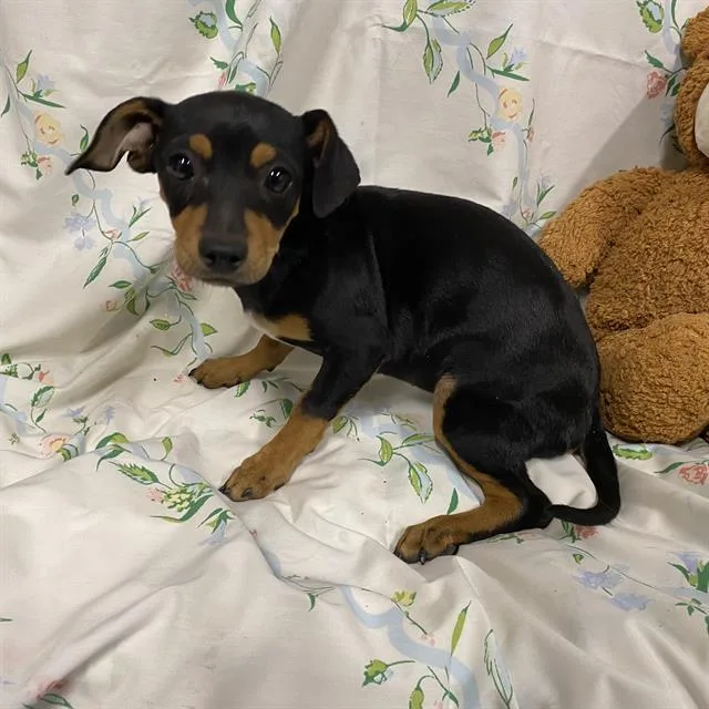 A baby small-sized female Miniature Pinscher dog named A for adoption in Modesto, CA