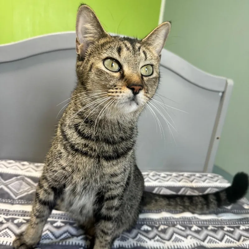 An adult small-sized female Brown / Chocolate Domestic Short Hair cat named MuuMuu for adoption in Brownsboro, AL