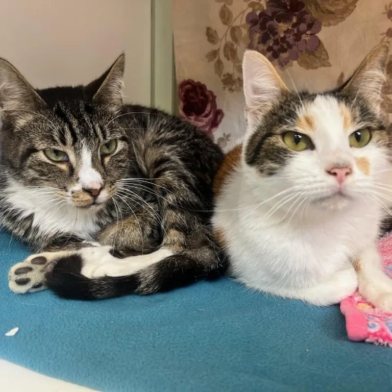 A young small-sized male Domestic Short Hair cat named Jaxonbonded with Kaylee for adoption in Manassas, VA