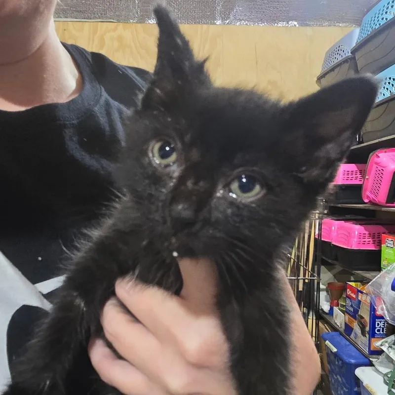 A baby small-sized male Black Domestic Short Hair cat named Phantom for adoption in Baytown, TX