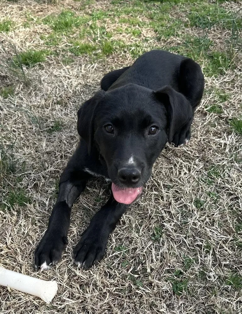 Diesel Big Rig thumbnail 2