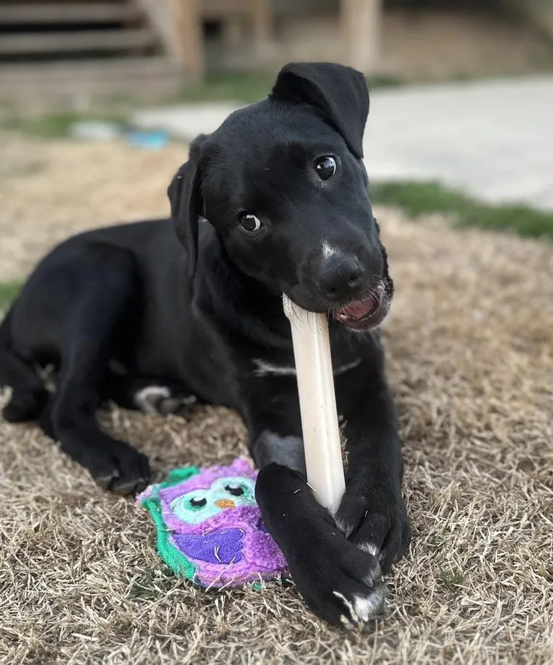 Diesel Big Rig thumbnail 3