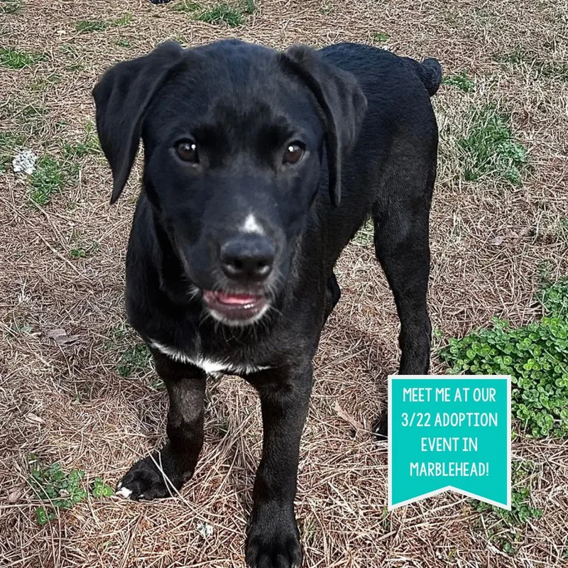 Diesel Big Rig thumbnail 4