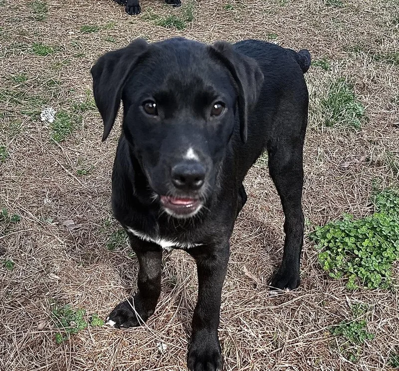 Diesel Big Rig thumbnail 5