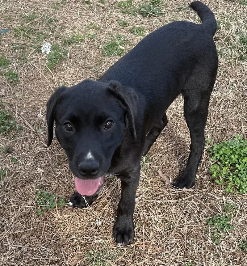 Diesel Big Rig thumbnail 6