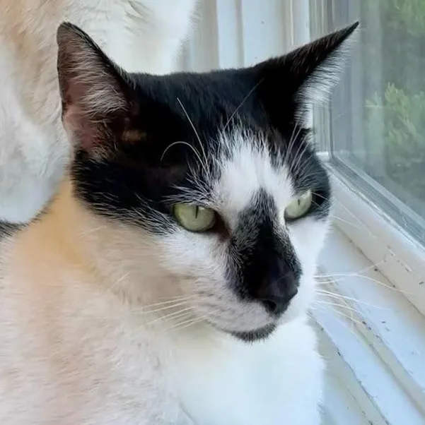 An adult large-sized male Black & White / Tuxedo Domestic Short Hair cat named Fatboy for adoption in Cincinnati, OH