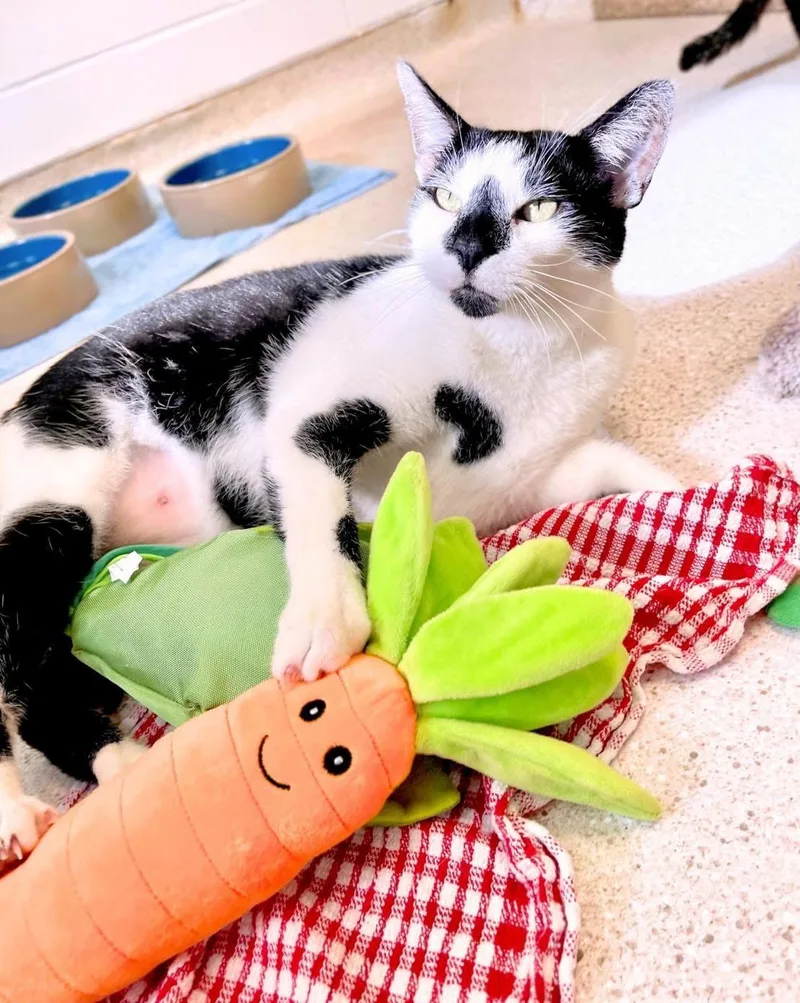 Fatboy thumbnail 2