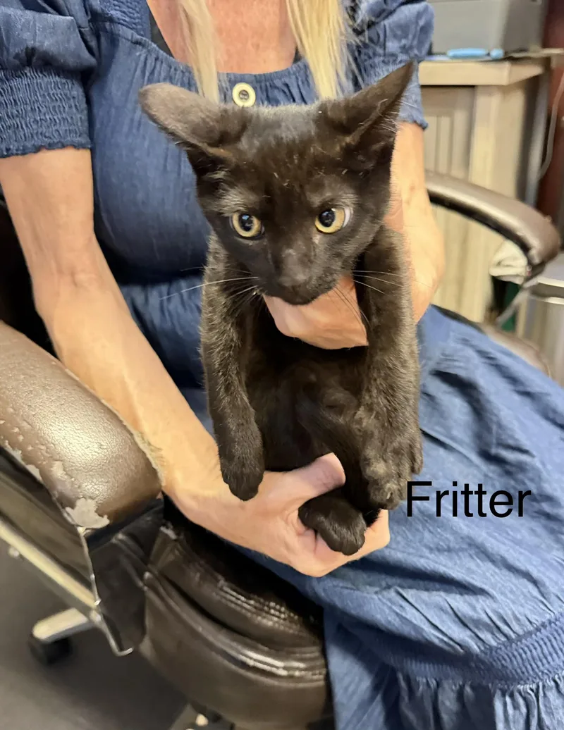 A baby small-sized female Domestic Short Hair cat named Fritter for adoption in Dixon, CA