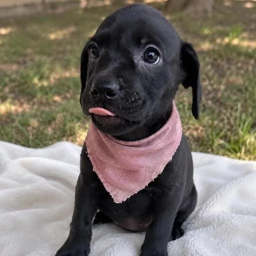 A baby medium-sized female Black Mixed Breed dog named Velvet for adoption in Buffalo, MN
