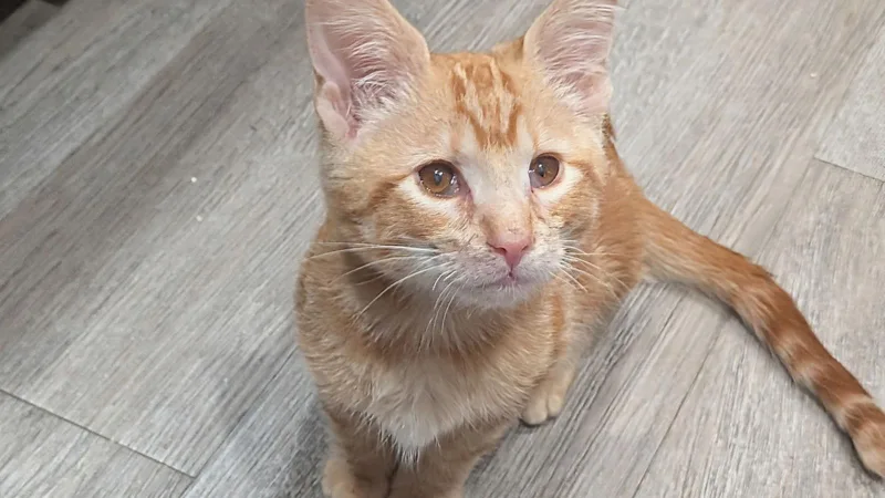 Inspector thumbnail 2