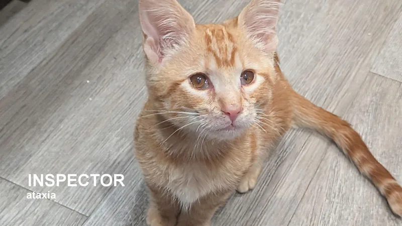 Inspector thumbnail 3