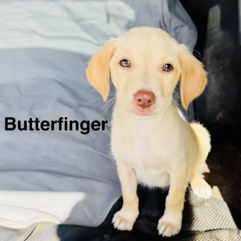A baby medium-sized female Yellow / Tan / Blond / Fawn Yellow Labrador Retriever dog named Butterfinger for adoption in Grand Junction, CO
