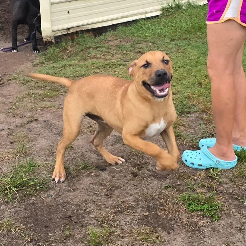 A young medium-sized male Yellow / Tan / Blond / Fawn Black Mouth Cur dog named Tarmac for adoption in Hinesville, GA