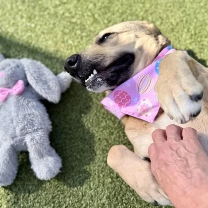 An adult medium-sized female Mixed Breed dog named Zella for adoption in Largo, FL
