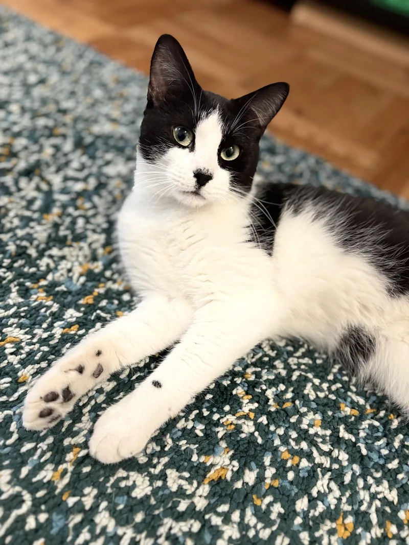 A young medium-sized male Black & White / Tuxedo Domestic Short Hair cat named Aidan for adoption in New York, NY
